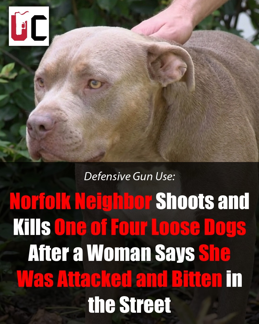 Norfolk Neighbor Shoots and Kills One of Four Loose Dogs After a Woman Says She Was Attacked and Bitten in the Street