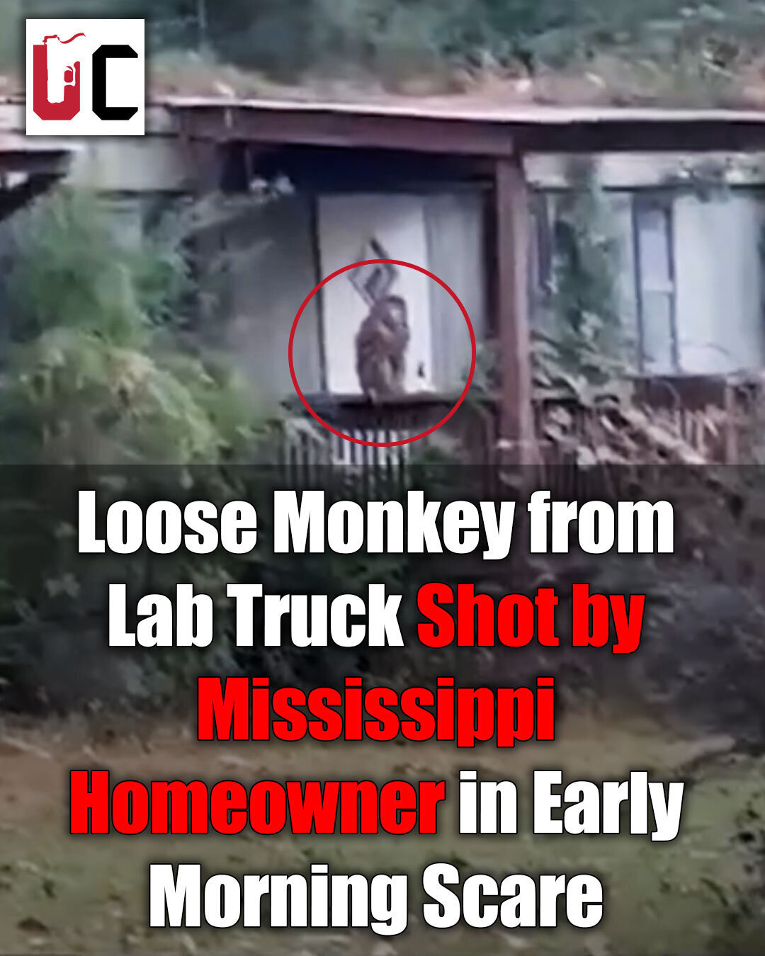 Loose Monkey from Lab Truck Shot by Mississippi Homeowner in Early Morning Scare