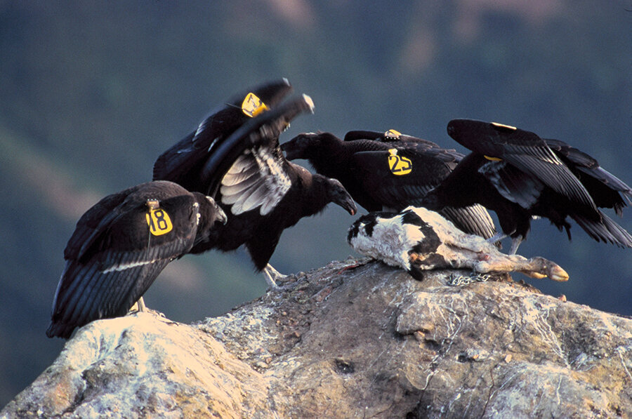 Lead Ammo Has Been Banned, So Why Are Agenda-Driven Researchers Still Blaming Hunters and Traditional Ammo for Struggling California Condors