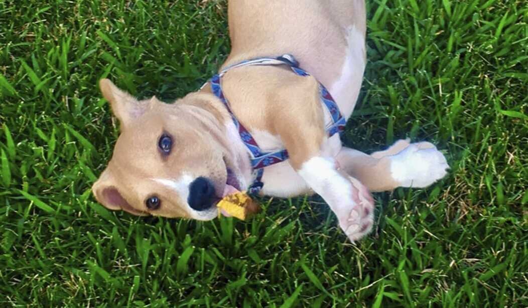 The ATF Making Jokes on ‘National Puppy Day’?