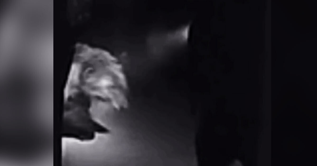 7 Things You Wanted to Know About the Bear Shooting