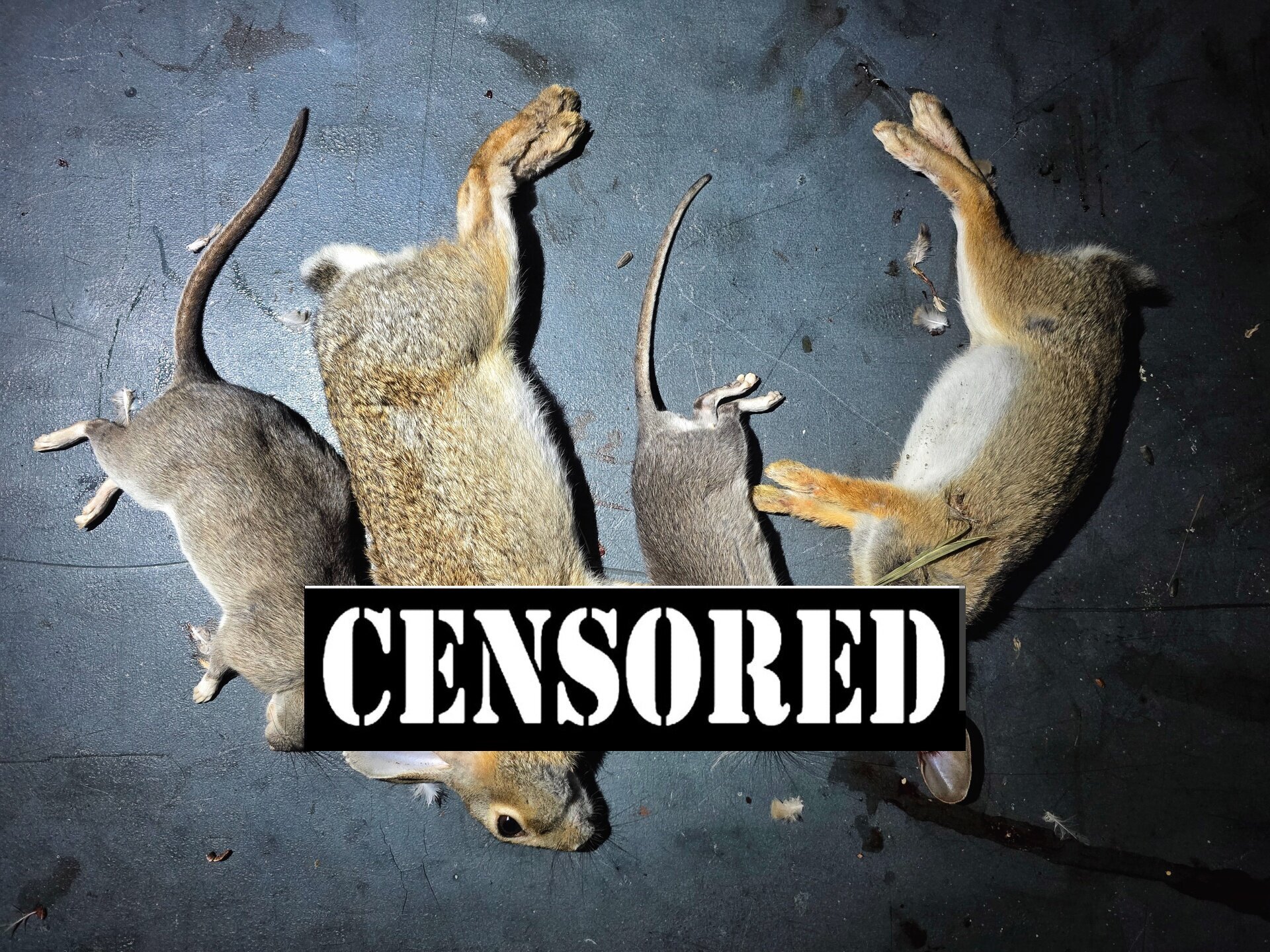 This Great 22LR Load Puts Pests Down Fast