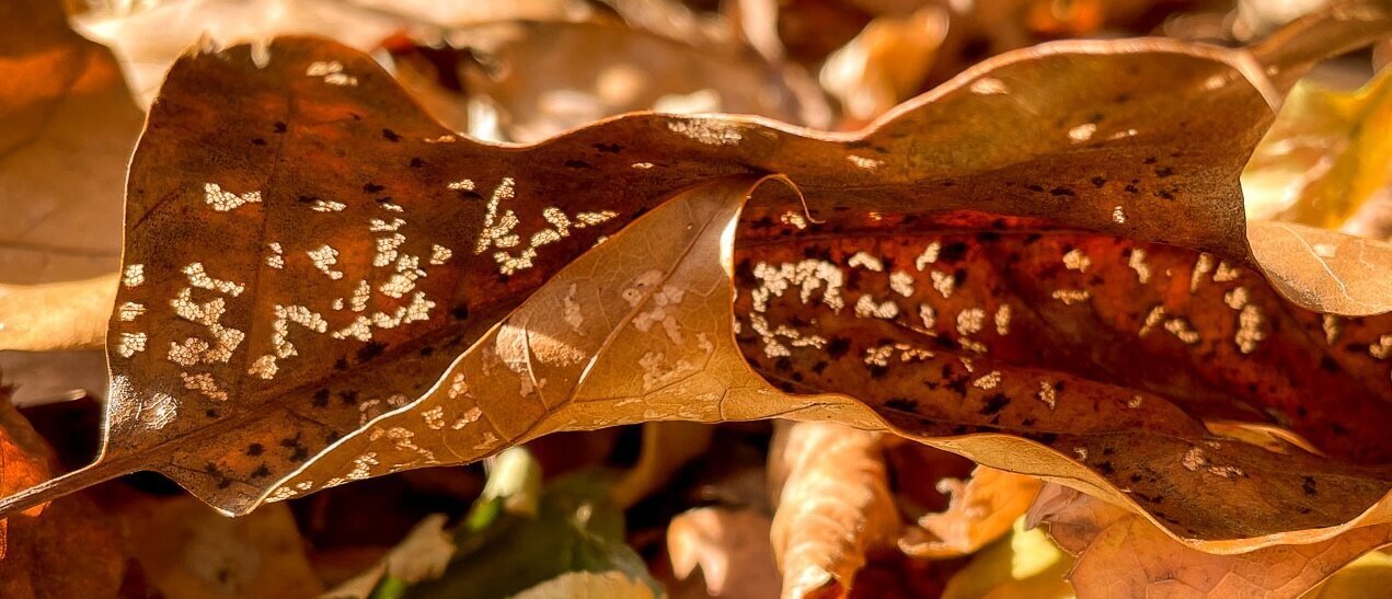 Fall Leaf