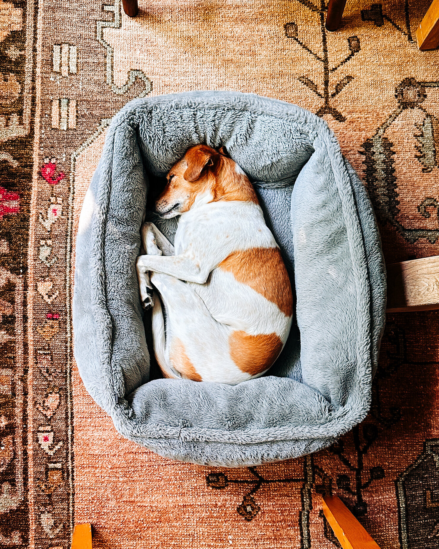 An overhead shot shows a small chihuahua mix dog laying in a dog bed on top of a patterned rug.