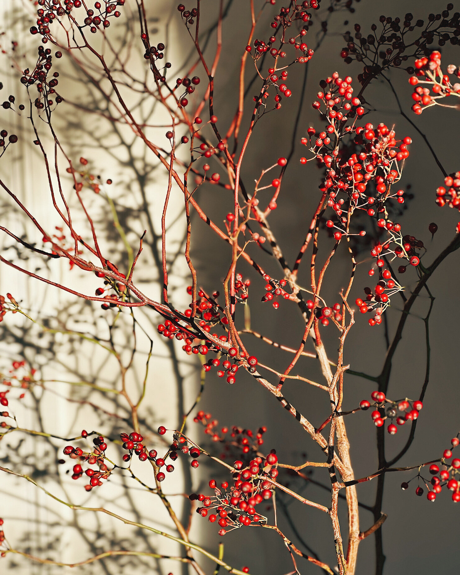 A head-on shot shows some rose hip branches in direct sunlight with harsh shadows