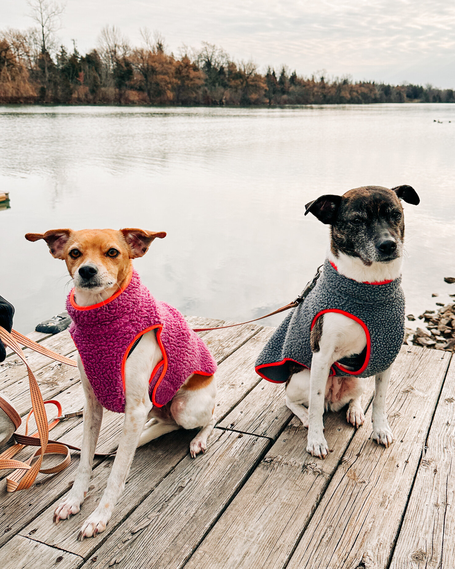 A head-on image shows two dogs in fleece jackets sitting on a dock by a river.