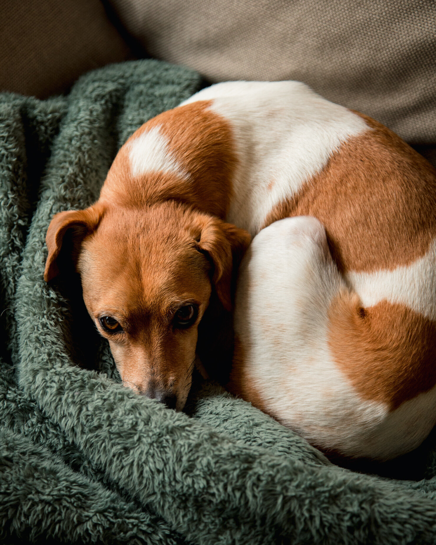 An overhead shot shows a chihuahua whippet mix dog curled up on a fuzzy blanket.