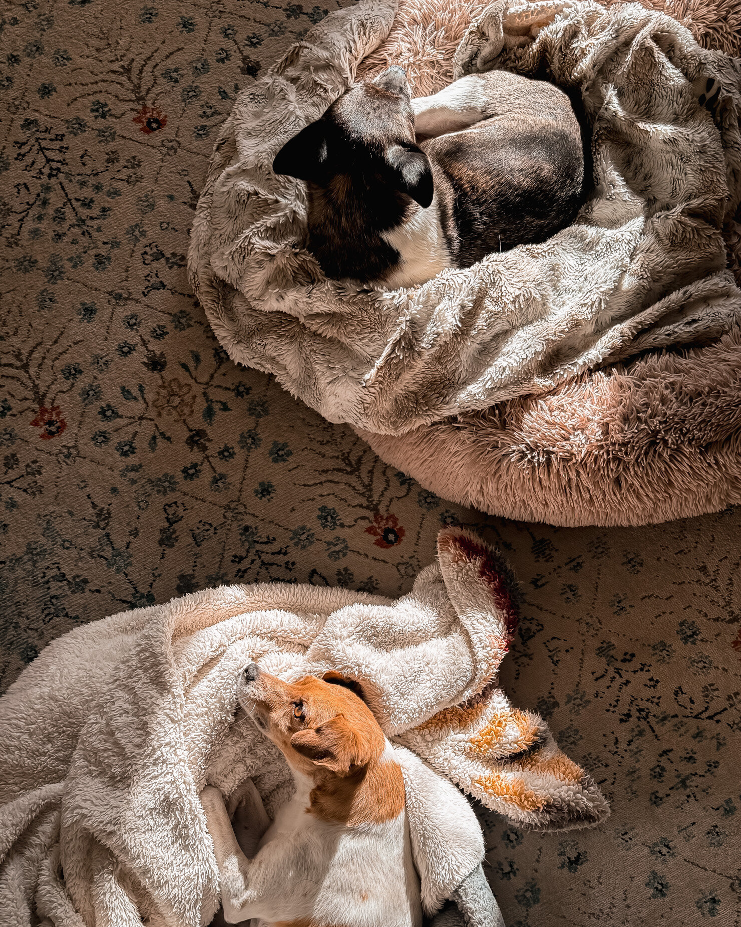 An overhead shot shows two dogs laying in dog beds in the sun. The beds are on top of an ornate carpet.