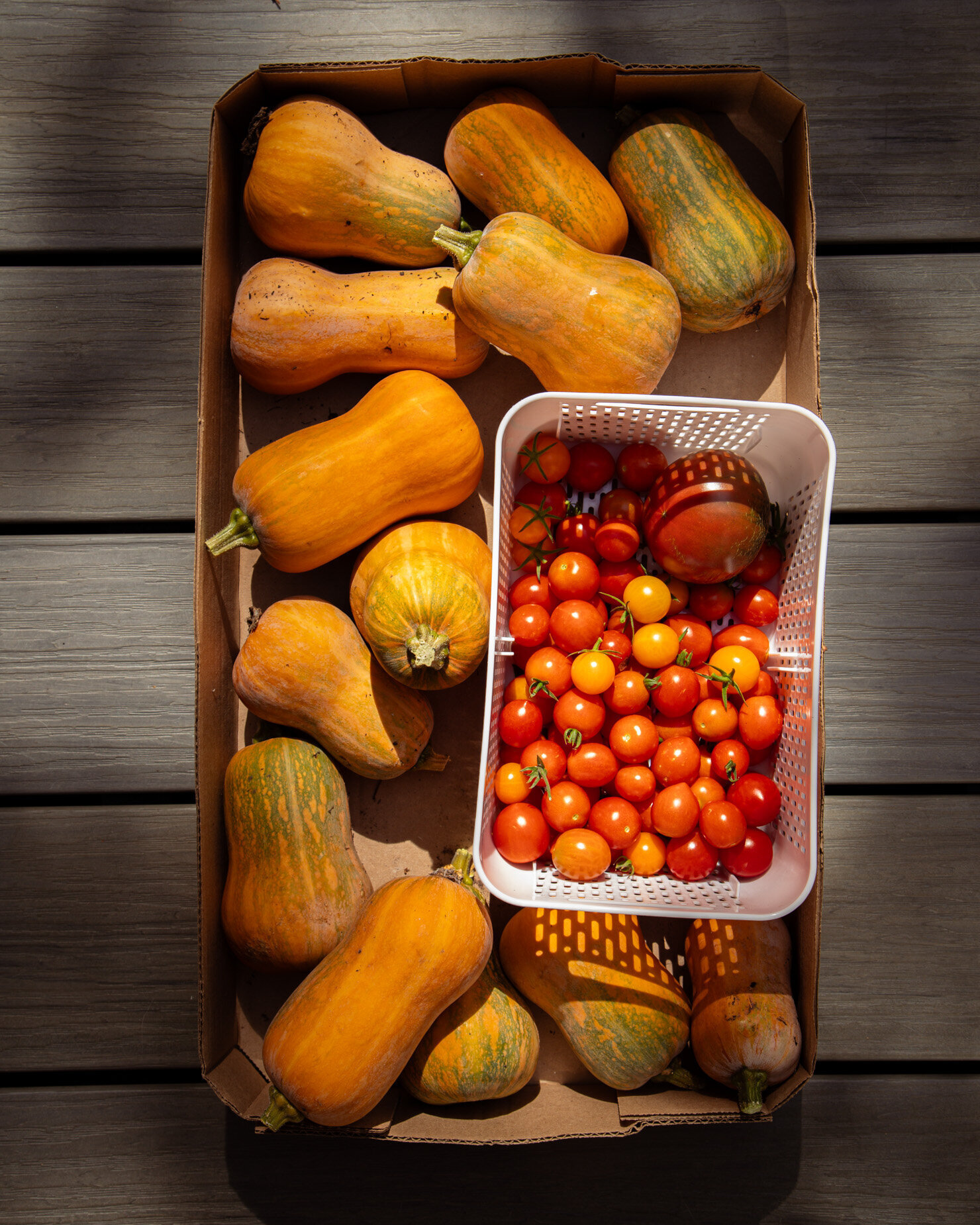An overhead shot shows a box filled with small butternut squash and a basket of freshly picked tomatoes. 