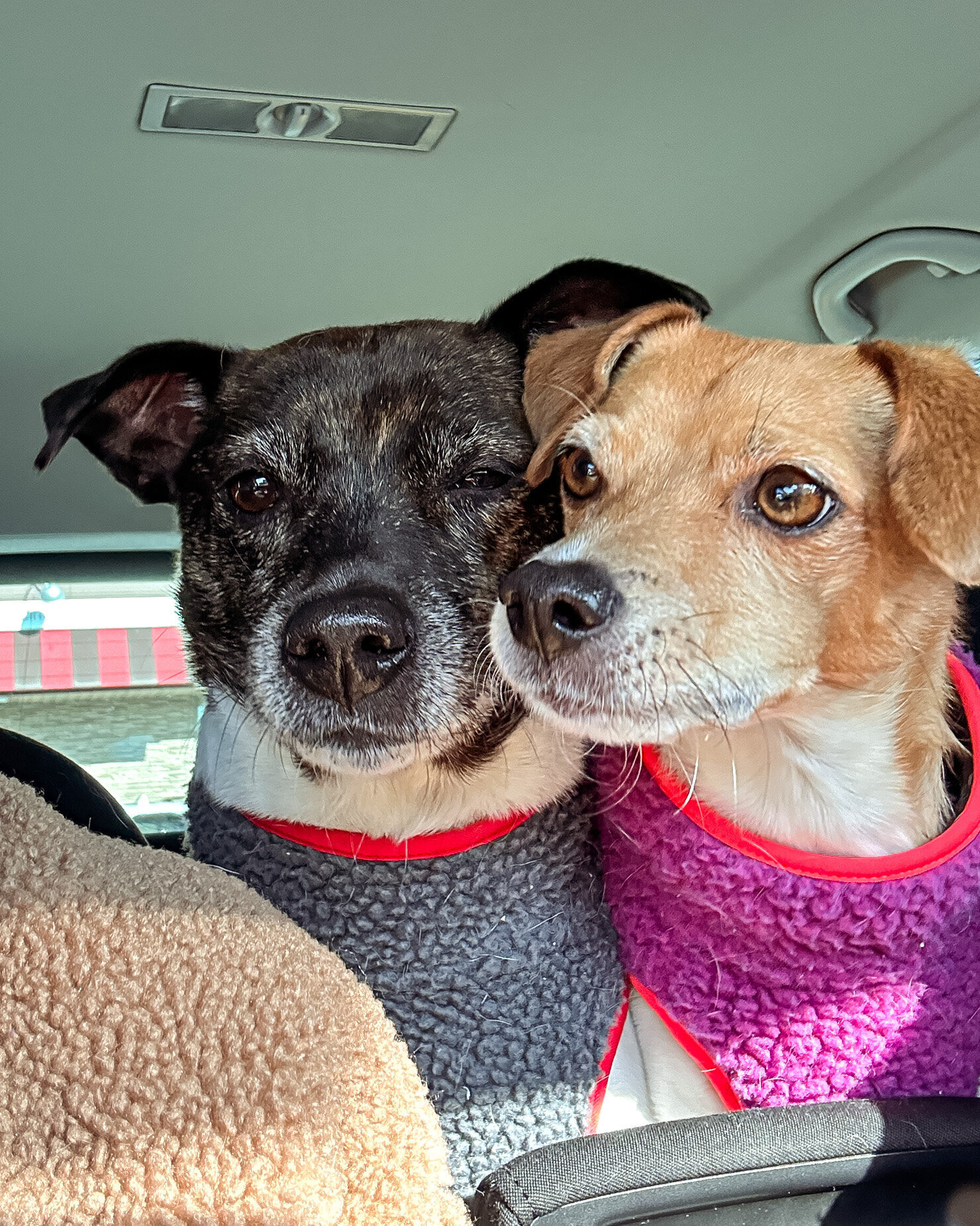 A selfie angled shot shows two dogs' faces looking at the person taking the selfie. Both dogs are wearing fleece coats.