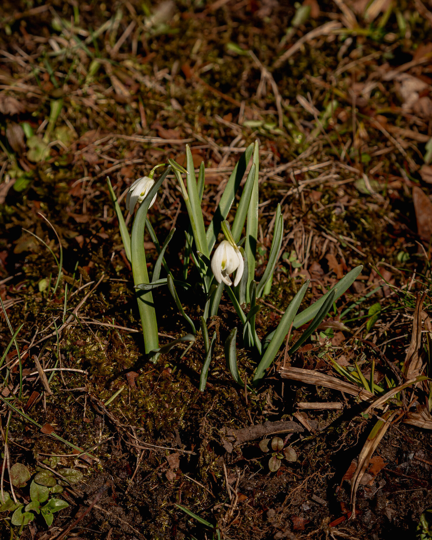 A 3/4 angle image shows snowdrops popping up out of the ground.