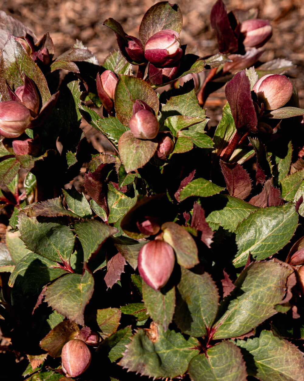 An up close, 3/4 angle shows a helabores plant with tons of buds ready to bloom, in bright sun light.